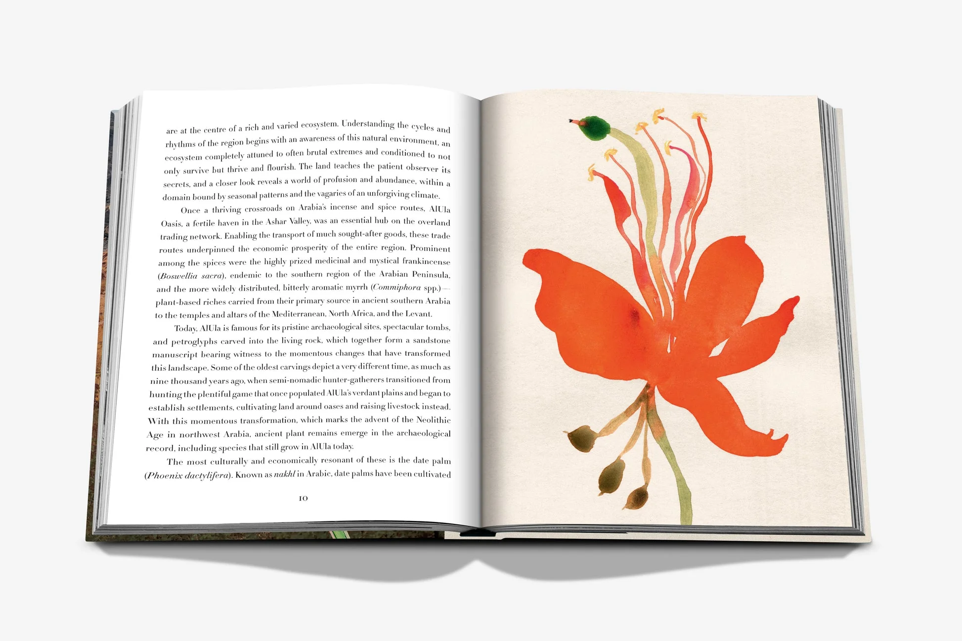 AlUla Flora - Image 3