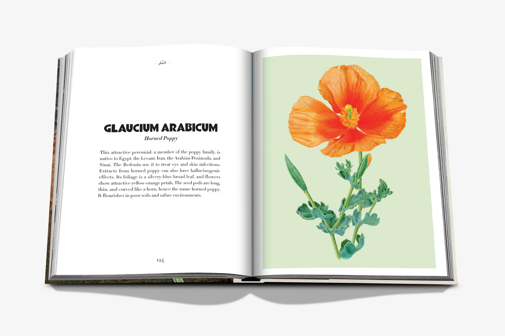 AlUla Flora - Image 4