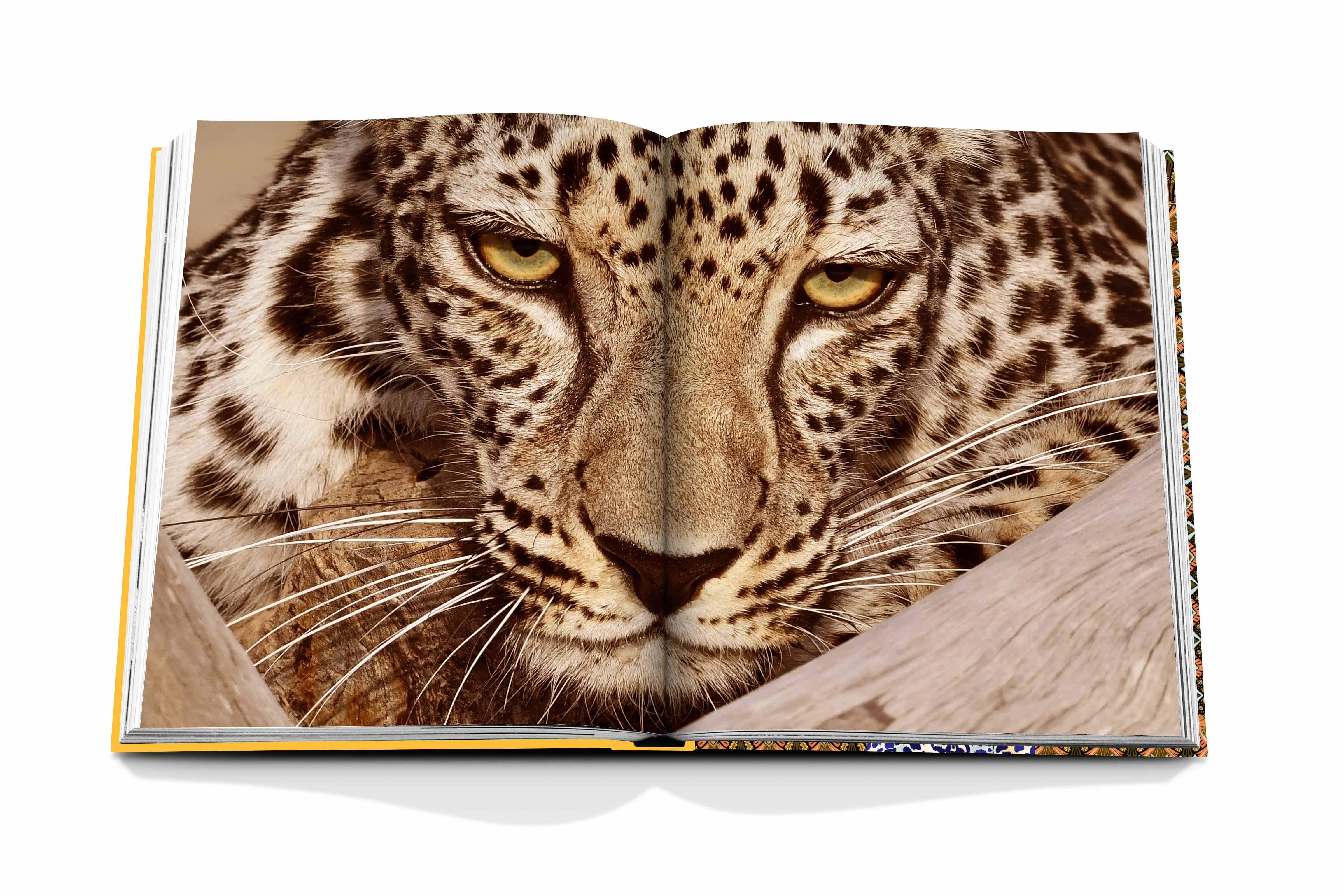 Arabian Leopard - Image 4