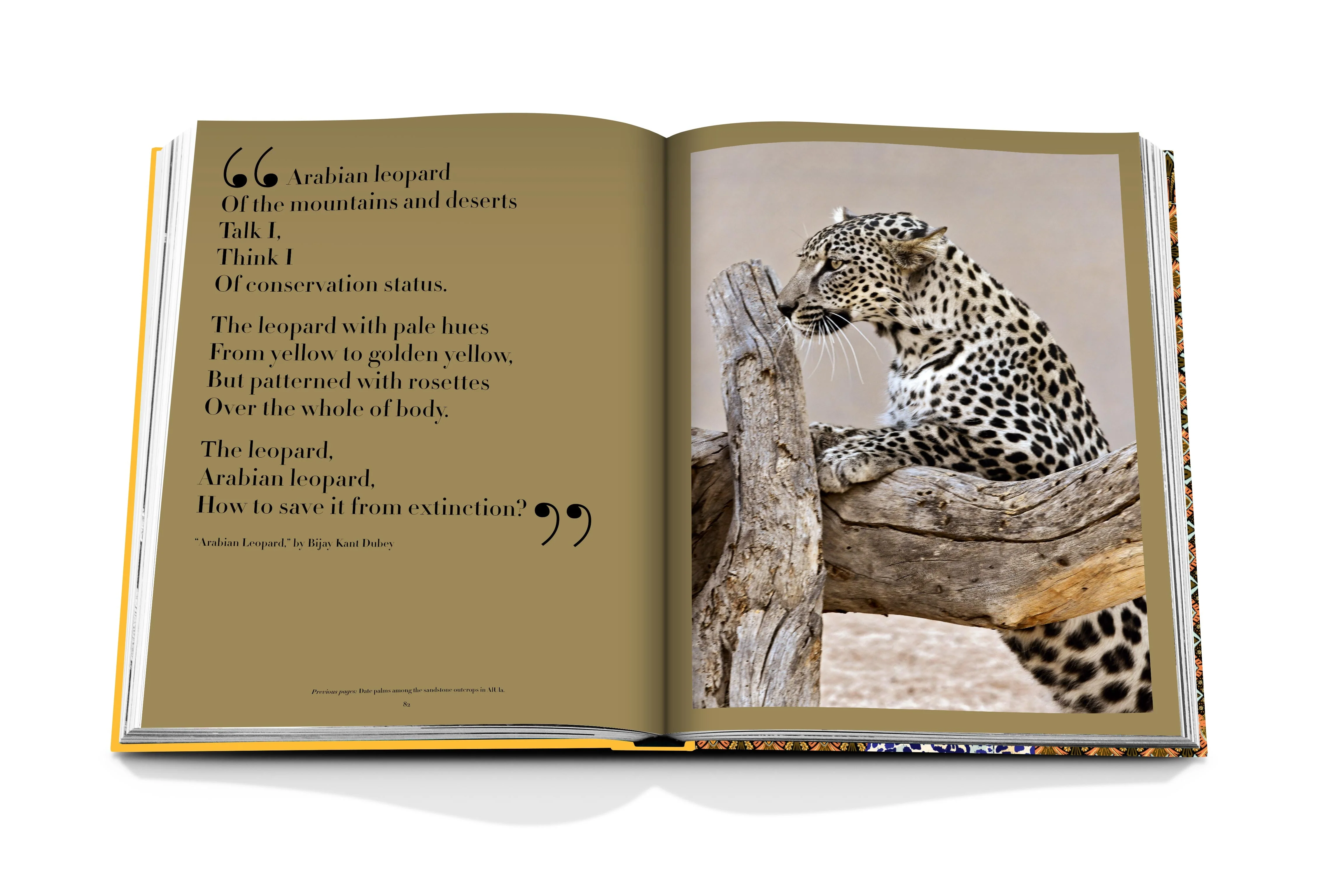 Arabian Leopard - Image 7