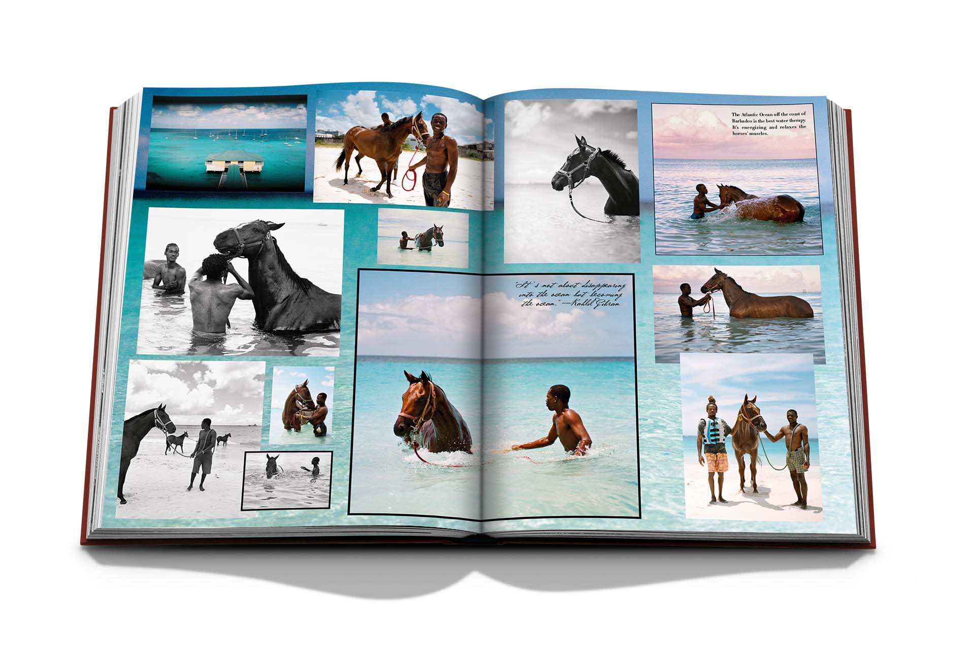 Polo Heritage - Image 5