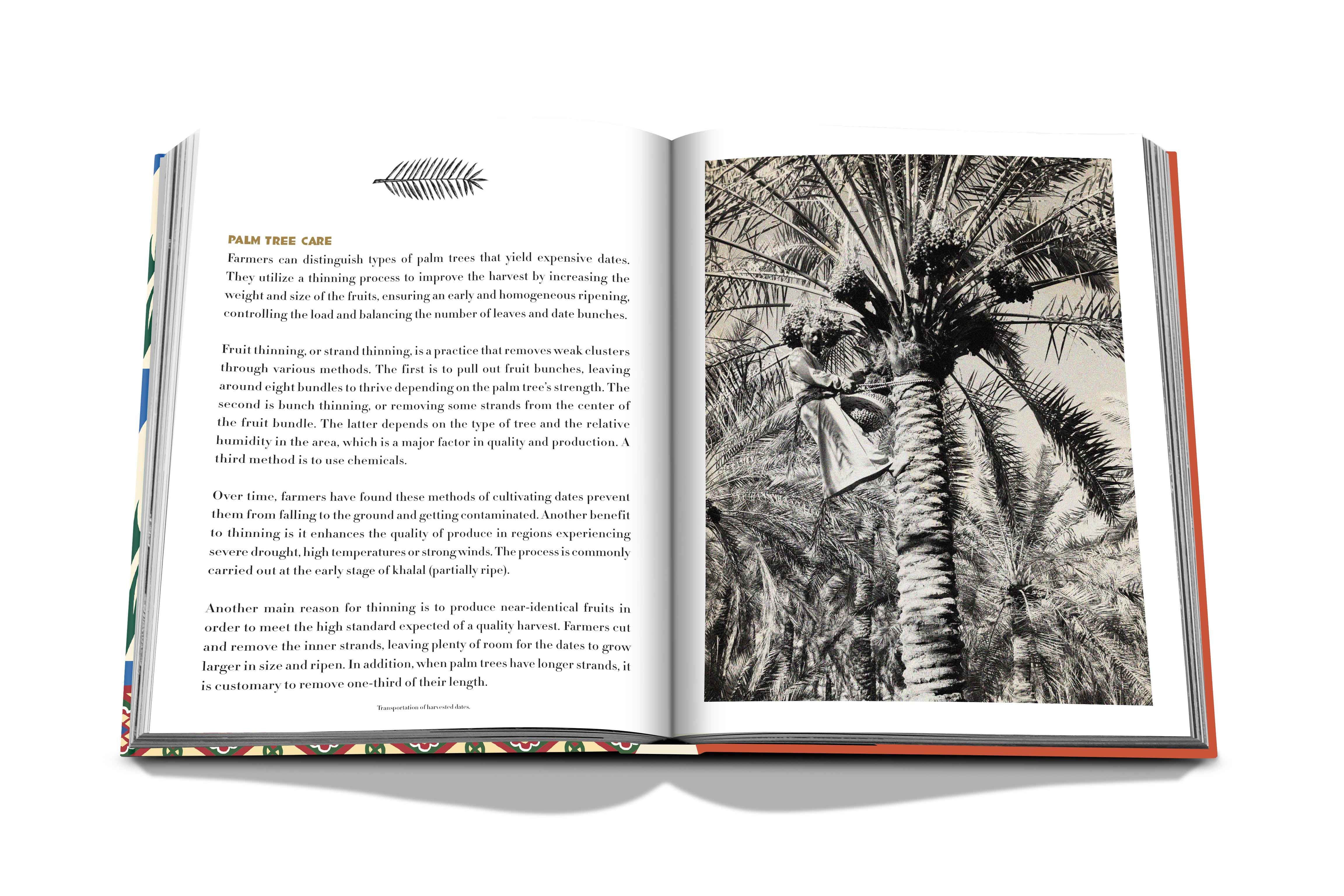 Saudi Dates: A Portrait of the Sacred Fruit - Image 4