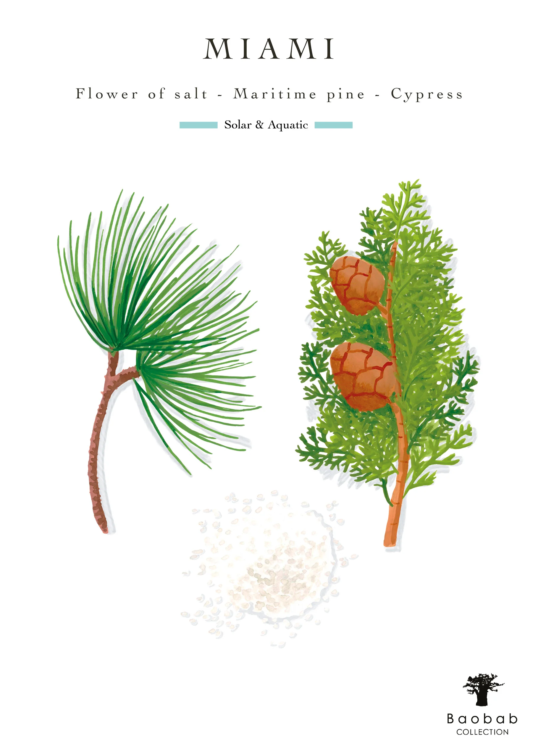 Baobab Collection Miami Body Wellness Collection - Image 7