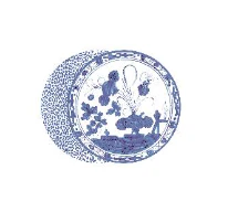 Vida Faenza Melamine Dinnerware and Placemat Collection - Image 10