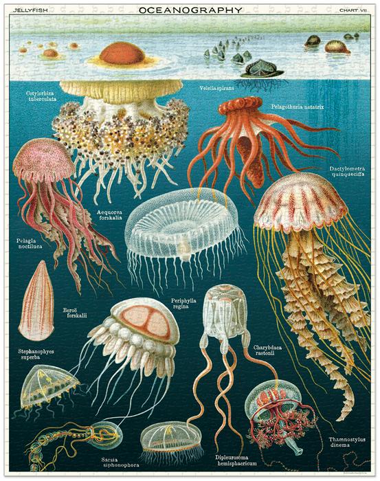 Jellyfish 1,000 Piece Puzzle - Image 2