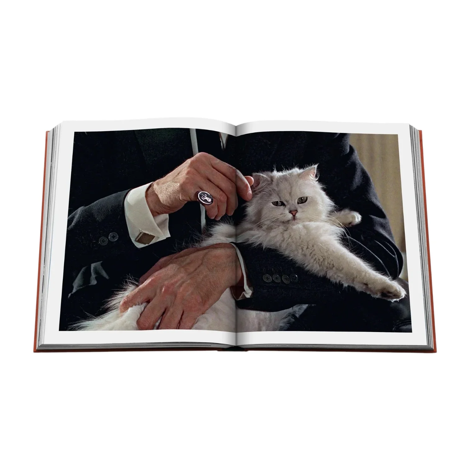 Chic Cats - Image 4