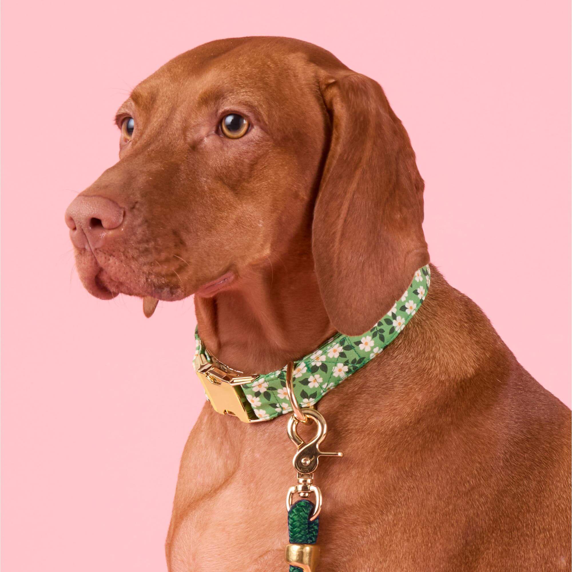 Dainty Daisies Dog Collar - Image 4