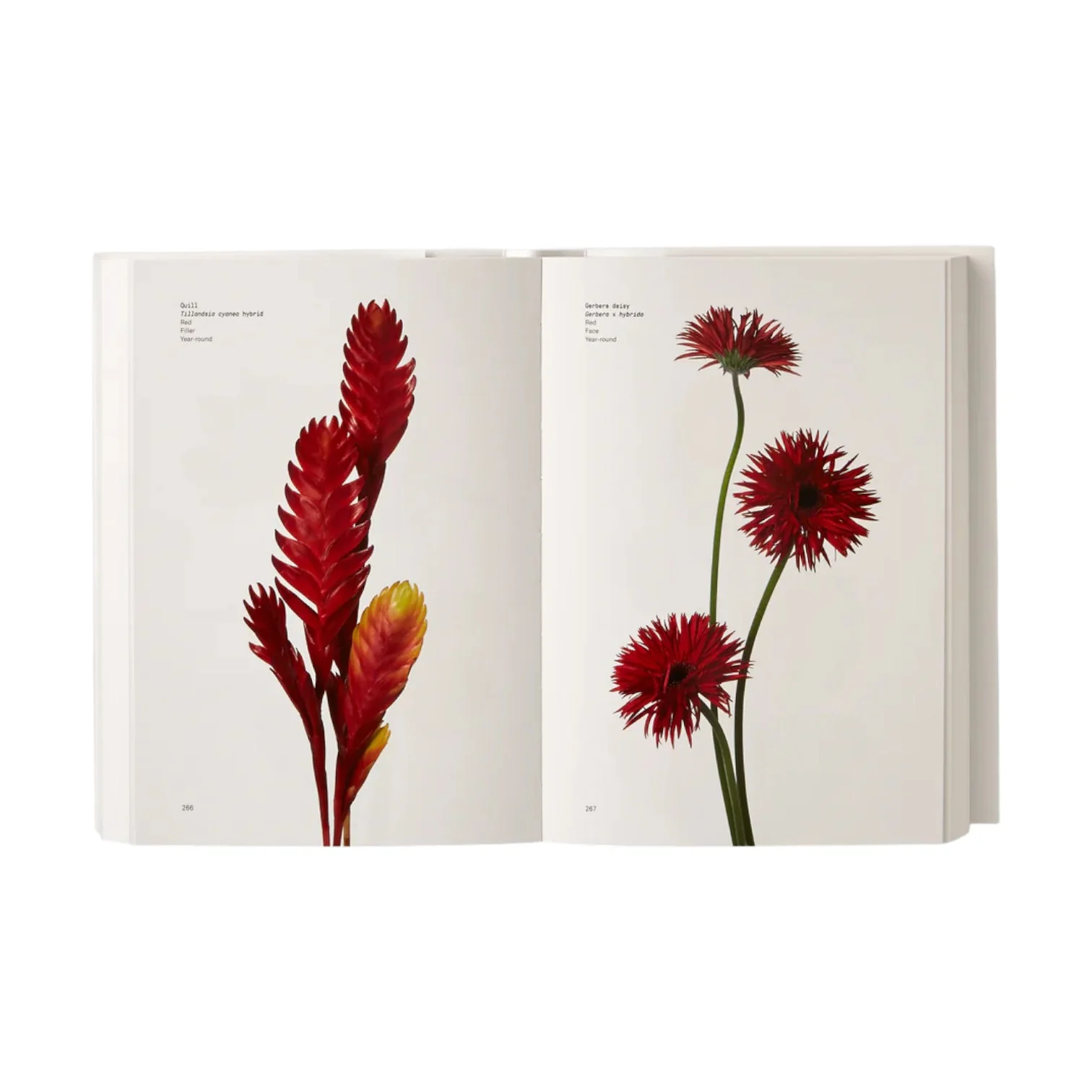 Flower Color Guide - Image 4