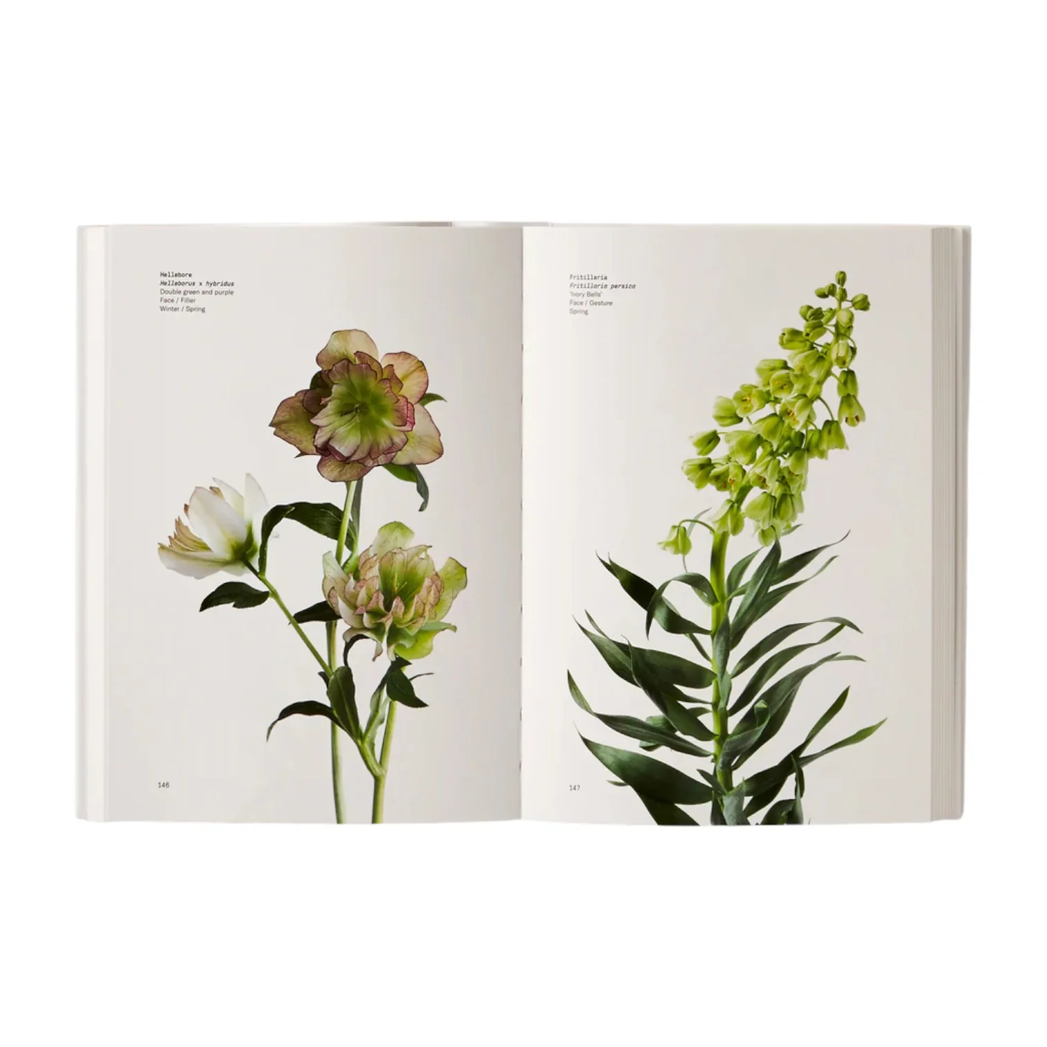 Flower Color Guide - Image 5