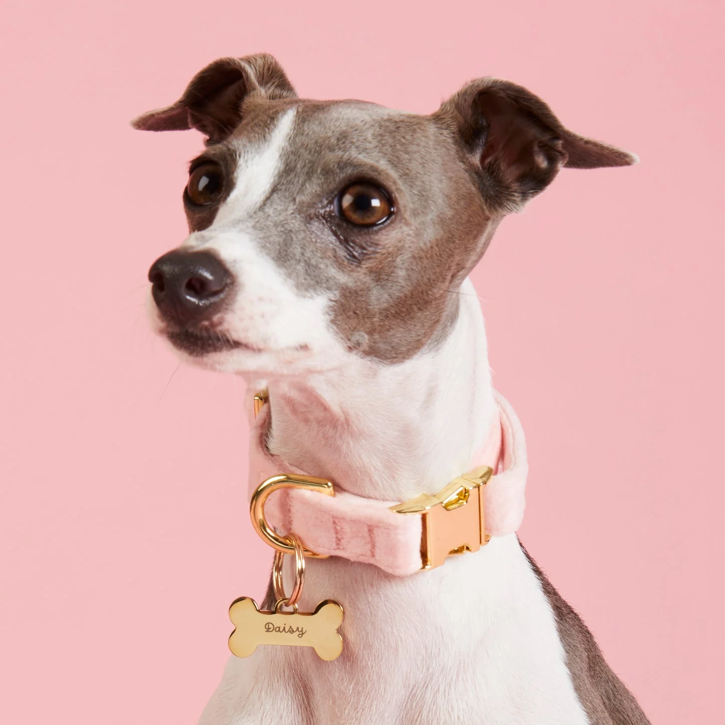 Velvet Dog Collar Collection - Image 7