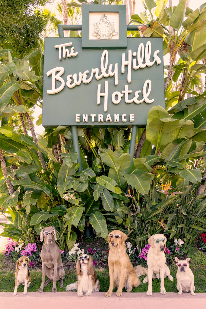 Gray Malin Dogs at The Beverly Hills Hotel Vertical, White Frame,11.5" x 17" - Image 2