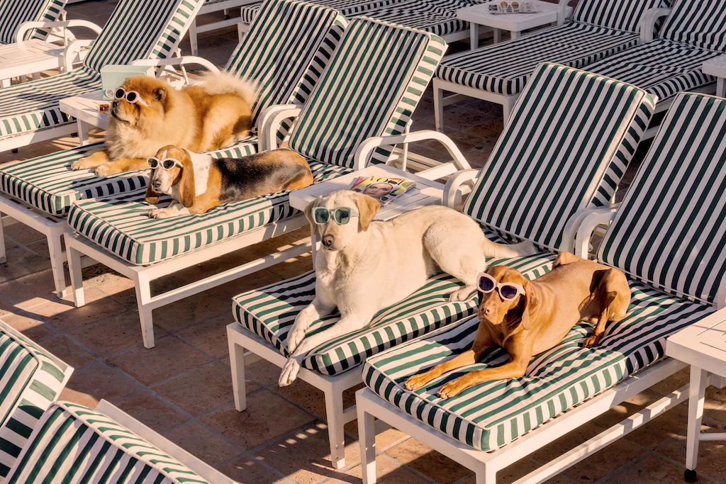 Gray Malin The Sunbathers, The Beverly Hills Hotel, White Frame, 11.5" x 17" - Image 2