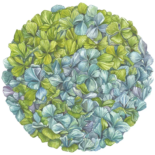 Hydrangea Collection - Image 4