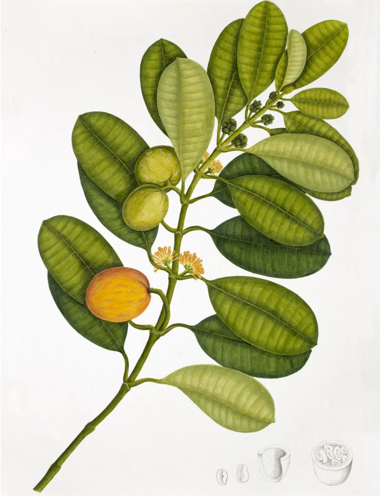 Anglo-Indian Botanicals Print 4229