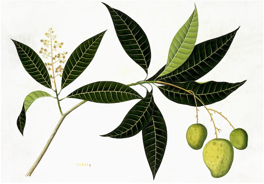 Anglo-Indian Botanicals Print 4095