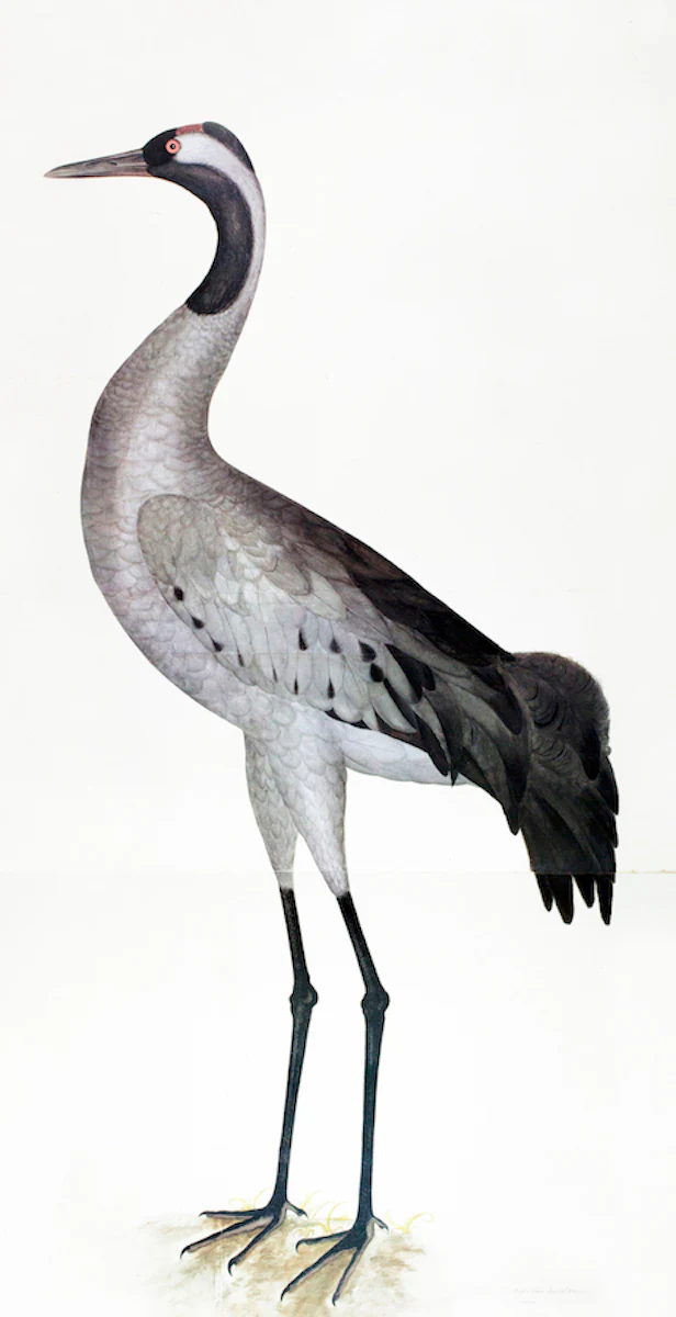 Crane in Deep White Frame