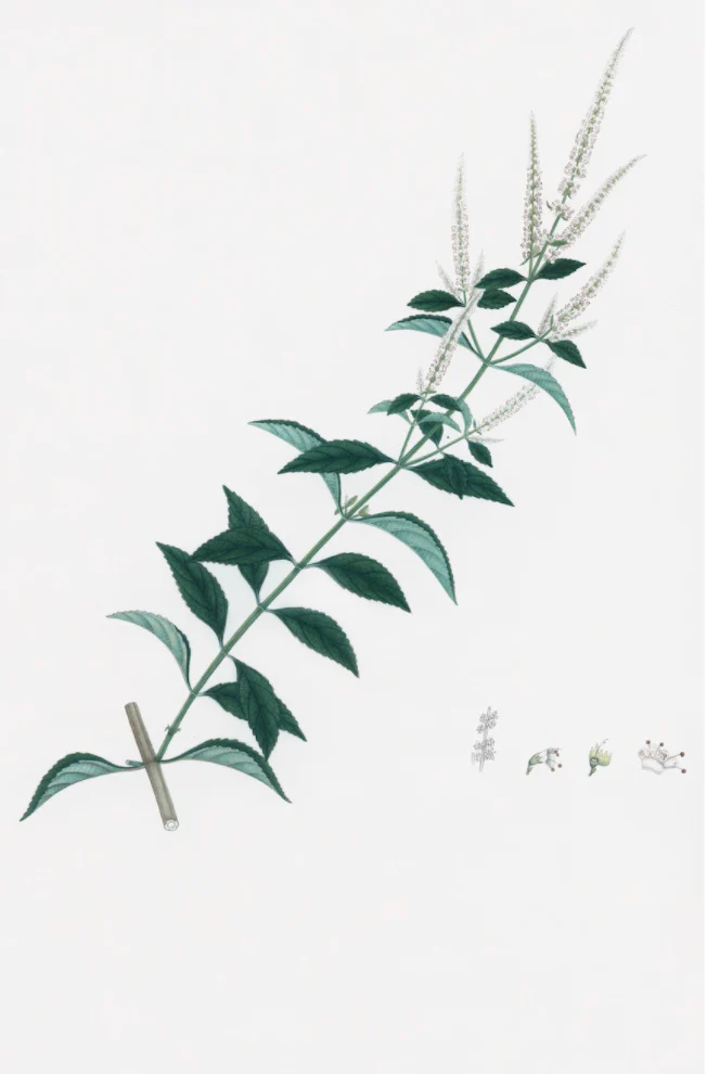 Dutch East Indian Flora Artwork 3125