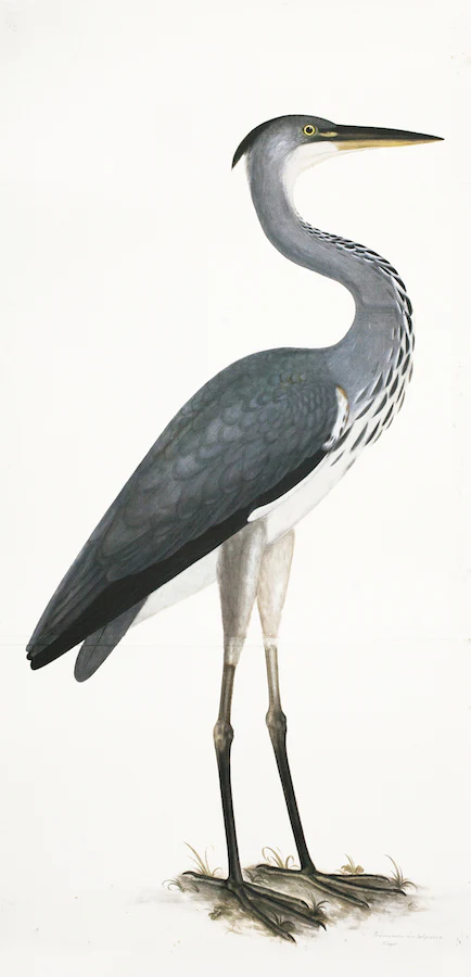 Heron in Deep White Frame
