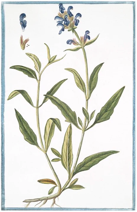 Italian Botanical 2912