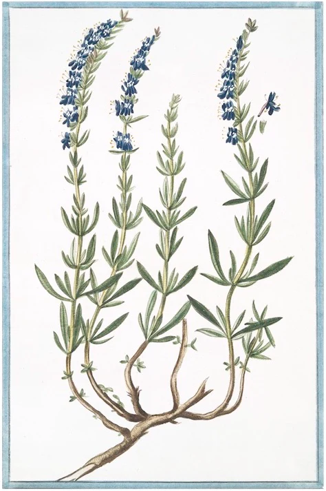 Italian Botanical 2916
