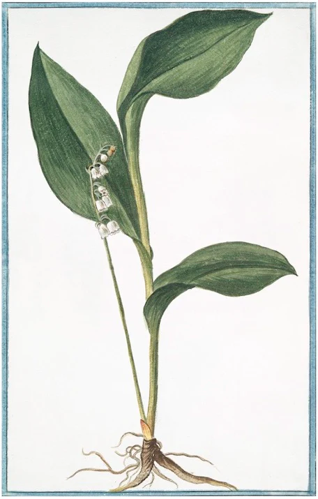 Italian Botanical 2930