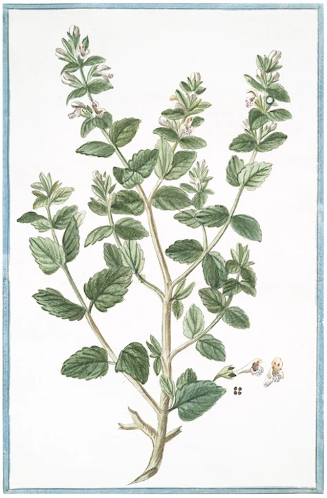 Italian Botanical 2931