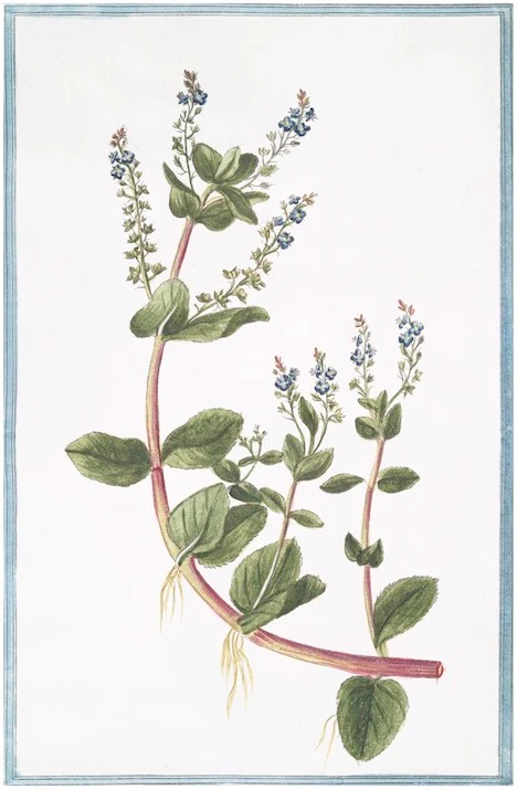 Italian Botanical 2932
