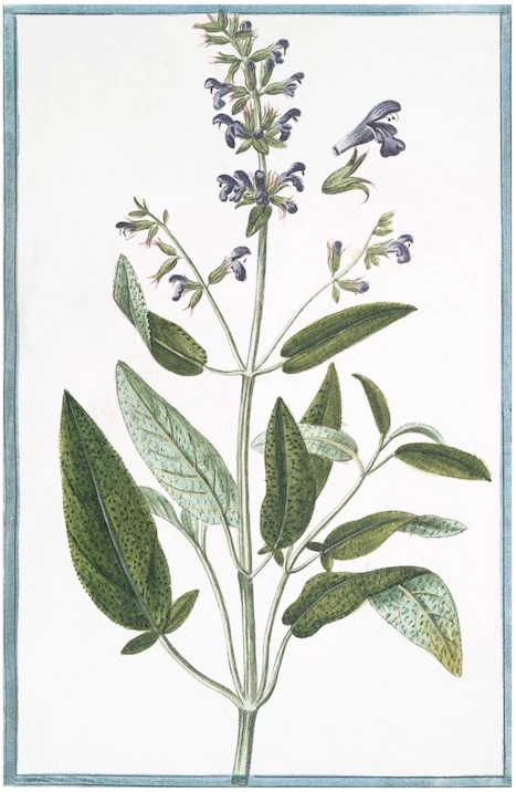 Italian Botanical 2938