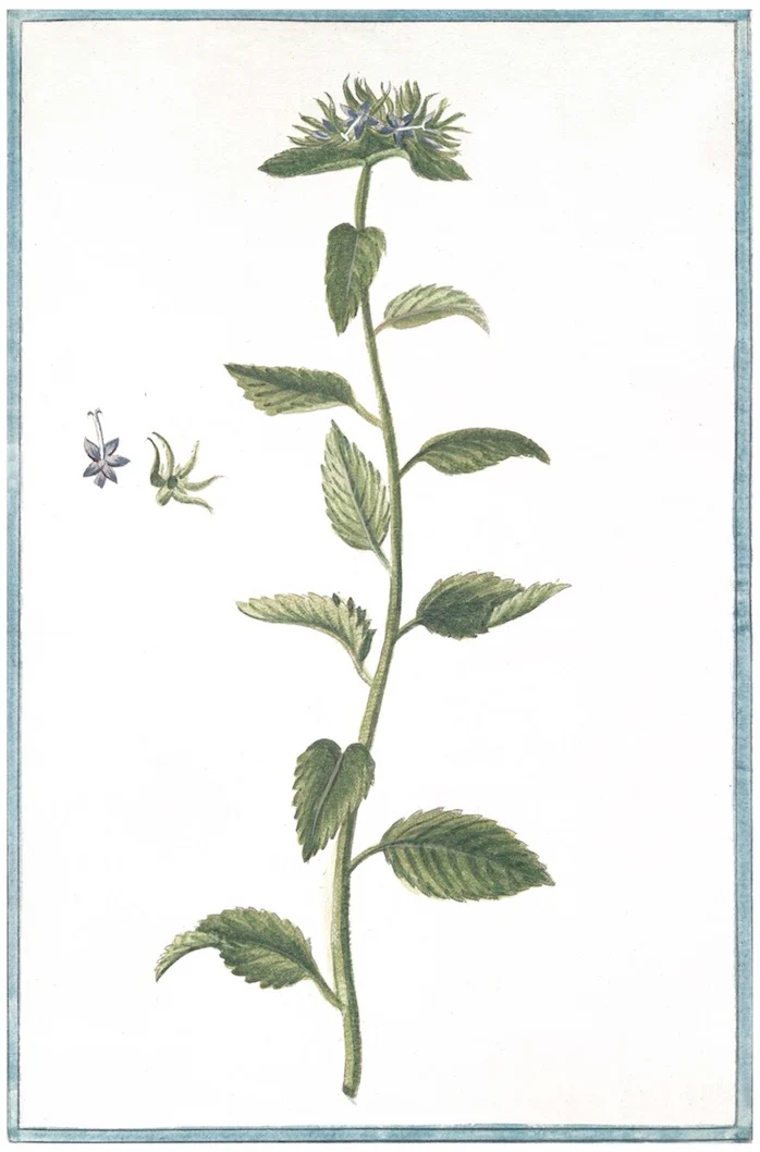 Italian Botanical 2944