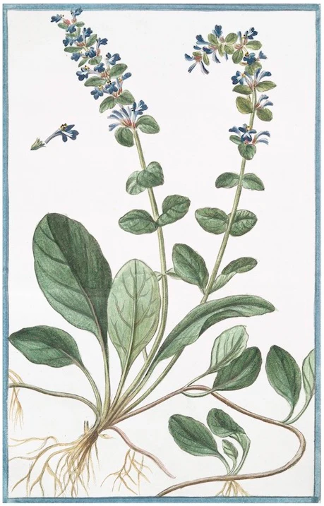 Italian Botanical 2949