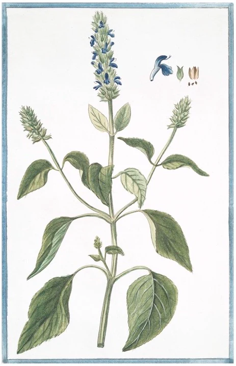 Italian Botanical 2951