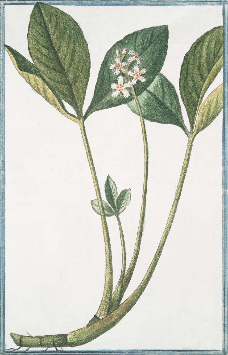 Italian Botanical 2967