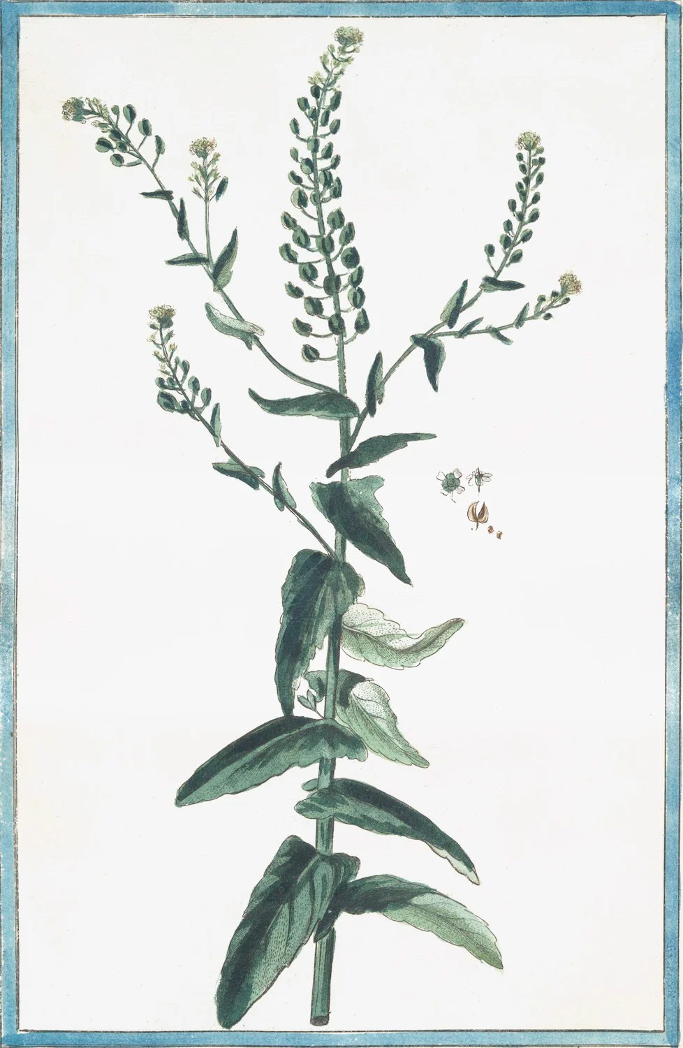 Italian Botanical 2968