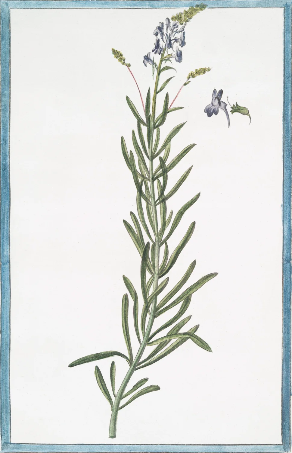 Italian Botanical 2970