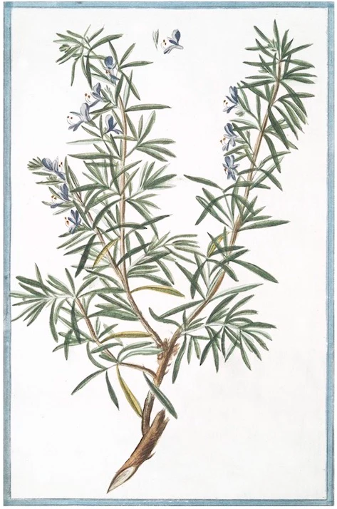 Italian Botanical 2973