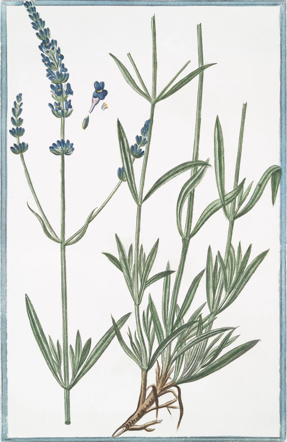 Italian Botanical 2978