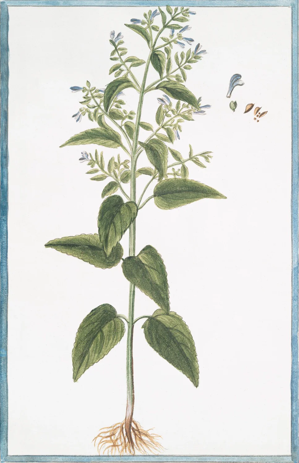 Italian Botanical 2981