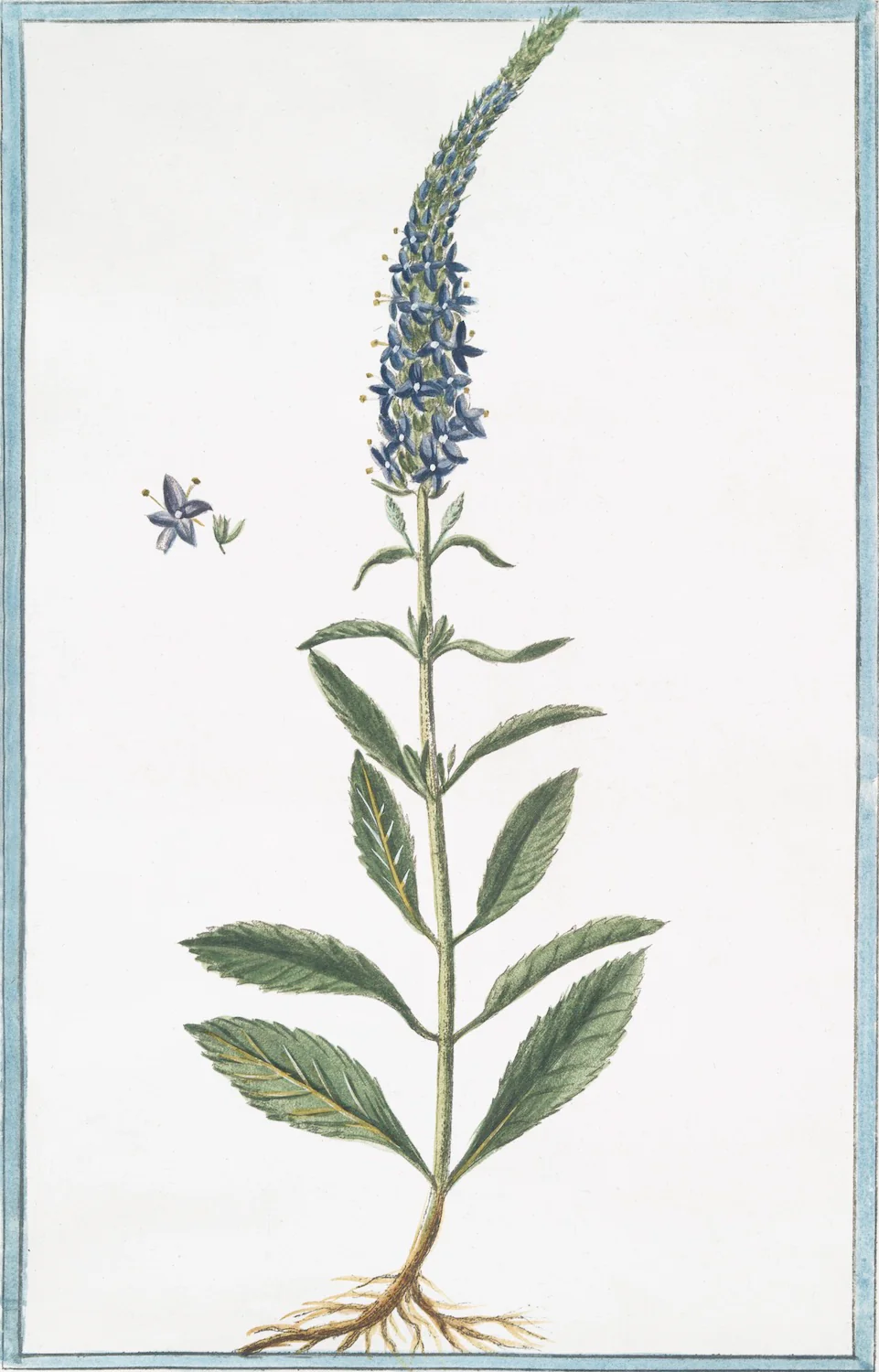 Italian Botanical 2982