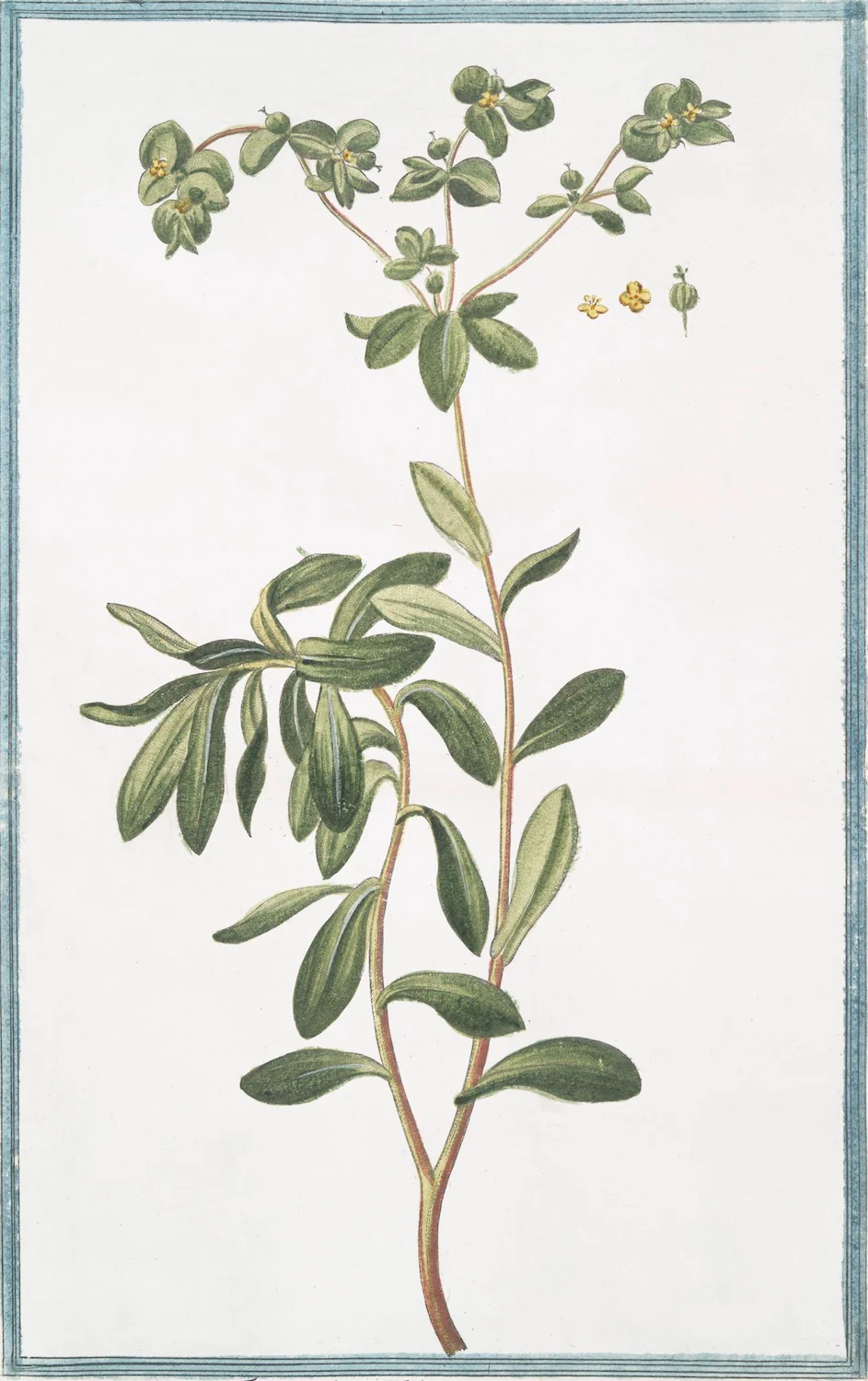 Italian Botanical 2983