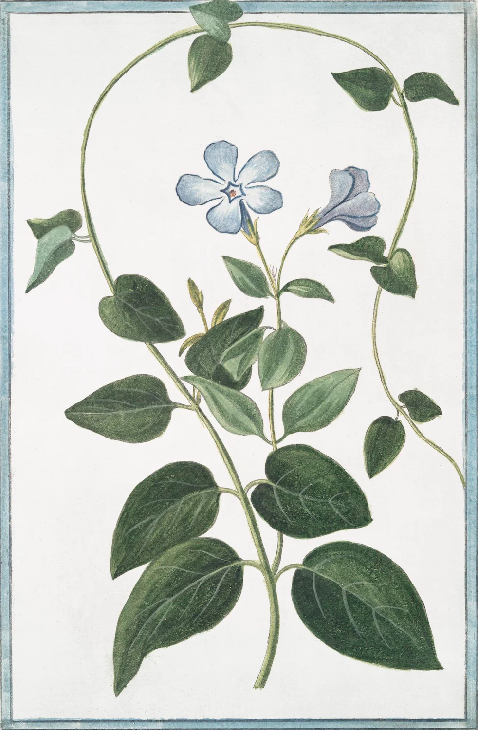 Italian Botanical 2985