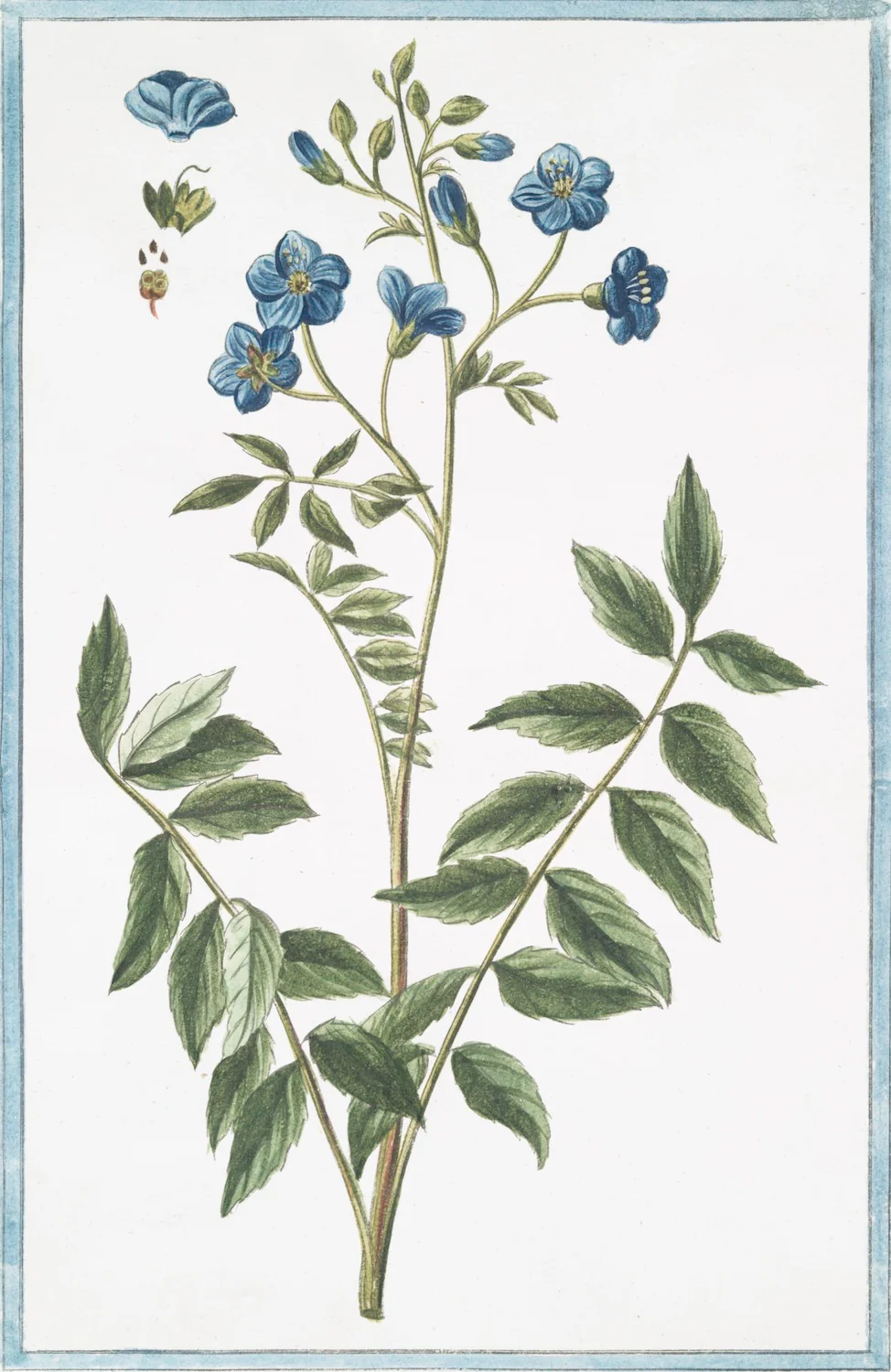 Italian Botanical 2989 - Image 2