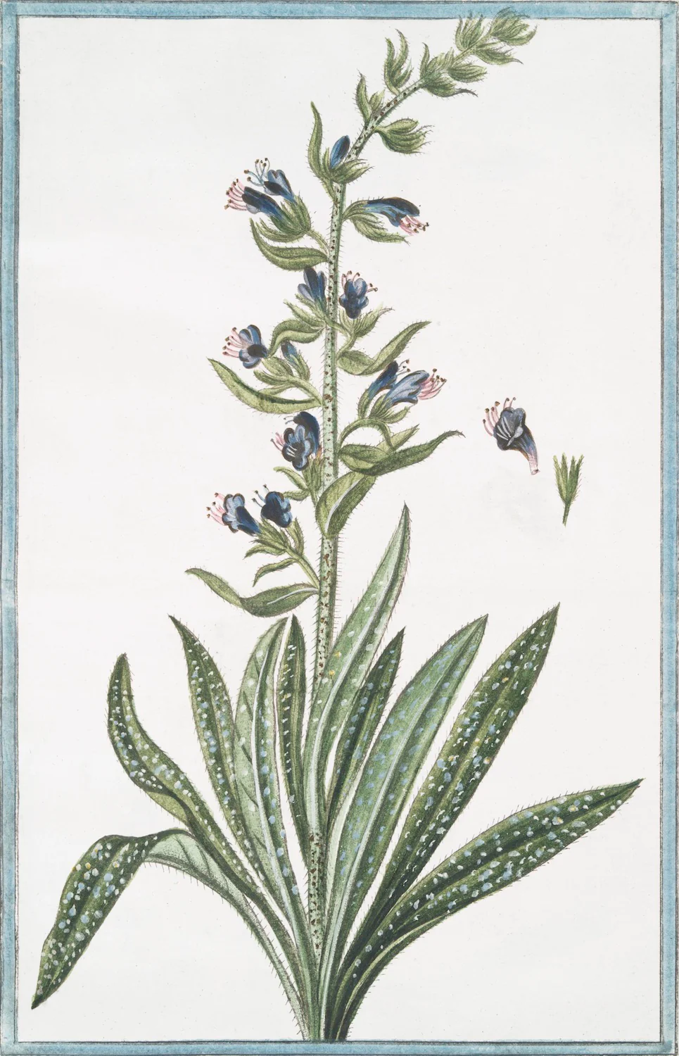 Italian Botanical 2993