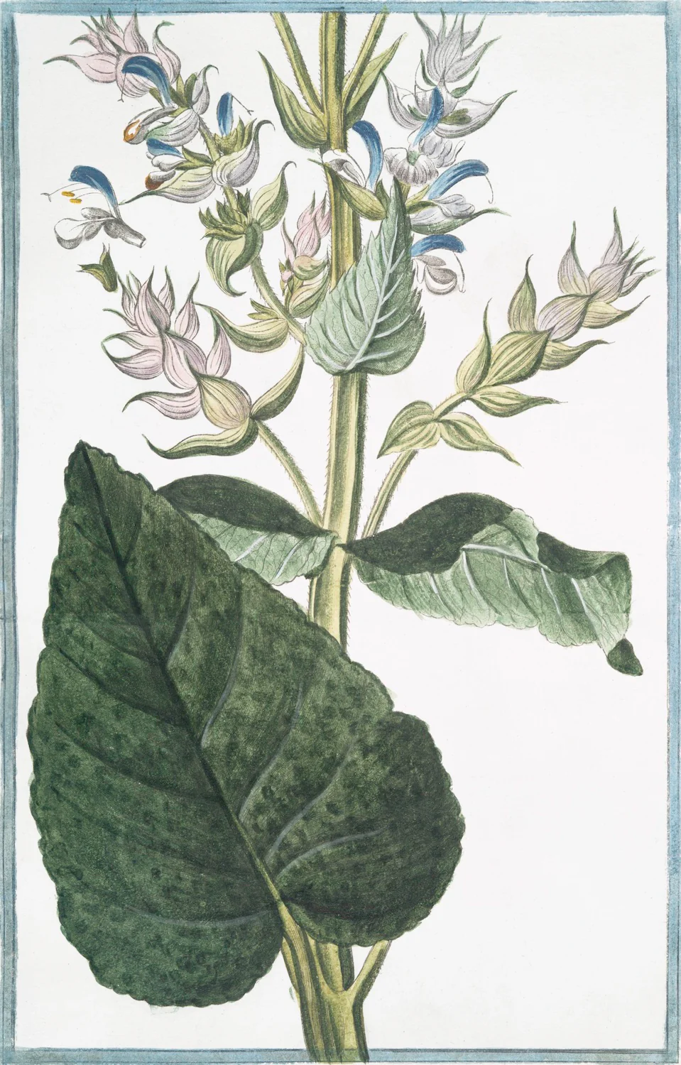 Italian Botanical 2994