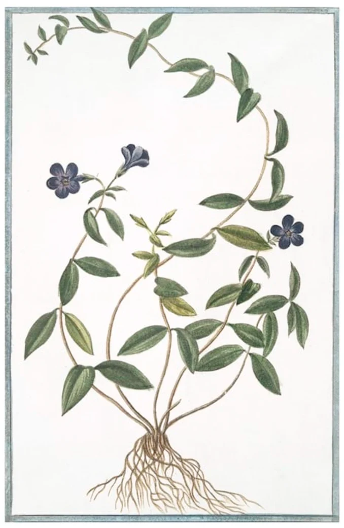 Italian Botanicals 2936