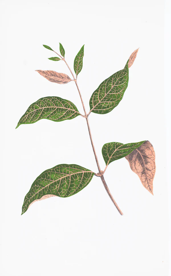 English Leaves Print 8258