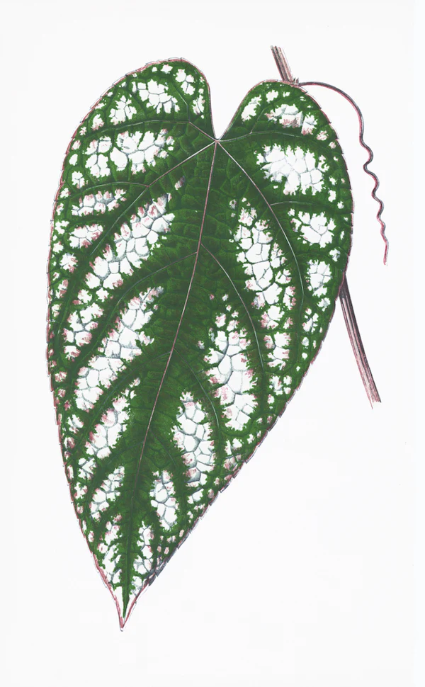 English Leaves Print 8213