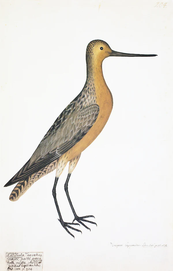 Red Breasted Godwit in Deep White Frame