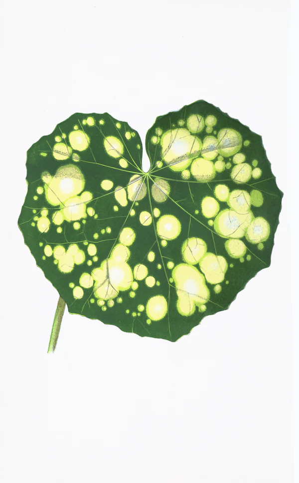 English Leaves Print 8211