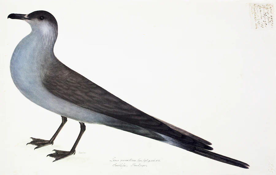 Arctic Gull Blue 9394
