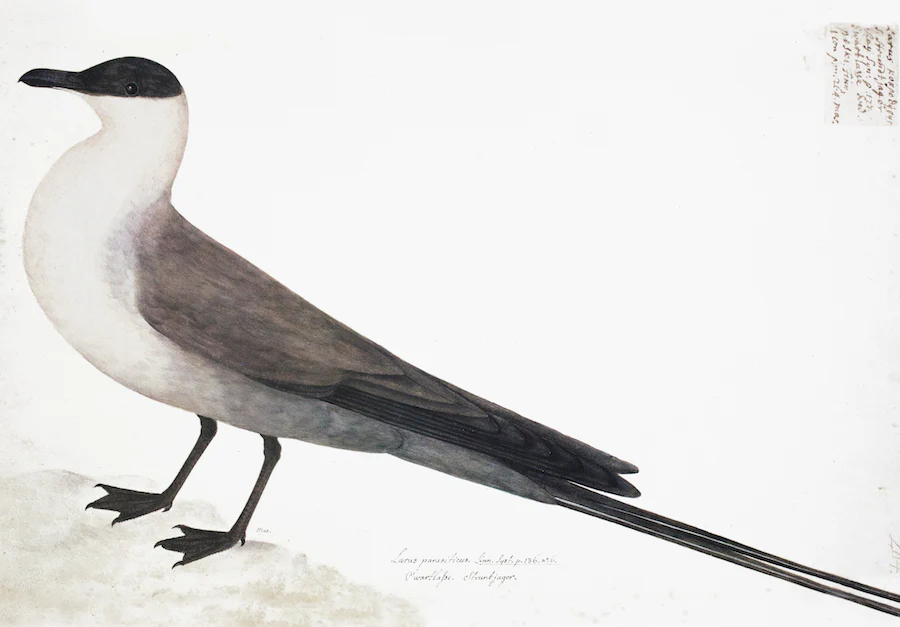 Arctic Gull White 9390